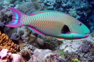 Trincomalee Marine Tours - 7