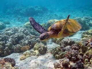 Trincomalee Marine Tours - 6