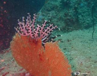 Trincomalee Marine Tours - 5