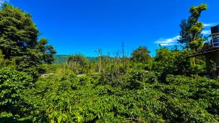 The Rain Tree resort - 1