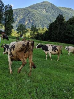 Renovated Walzer house 15 mins by car from Alagna - 4