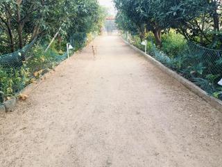 Tulip Garden And Resort - 5