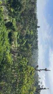 Crestview homestay coorg - 6