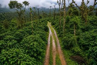 Crestview homestay coorg - 5