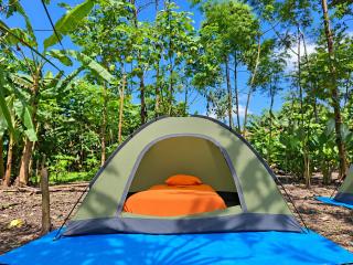 Jungle Camp - 2