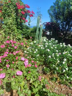 Bahía Garden - 9