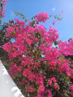 Bahía Garden - 6