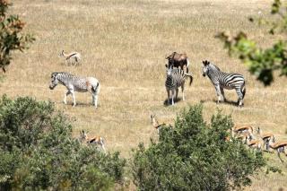 Wildlife Retreat on a Wine-Farm - Stellenbosch - 2