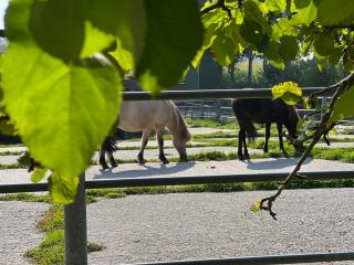 Ferien auf dem Islandpferdehof - Ferienhaus Mittelhaus für bis zu 5 Personen - 6