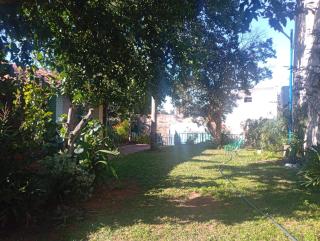 The Urban Forest - 1