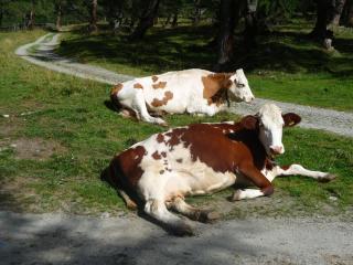 Braugasthof Glocknerblick - 3