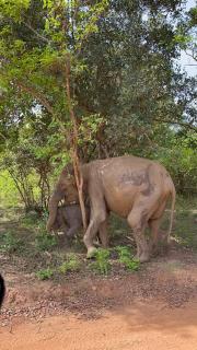 Perfect Safari lodge - 5