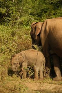 Perfect Safari lodge - 1