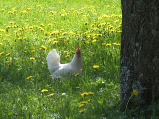 Ferienwohnungen Wanderparadies - Aschau im Chiemgau - 6