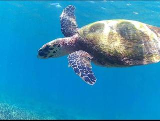 Trincomalee Pigon Islands and Marine Tours - 5
