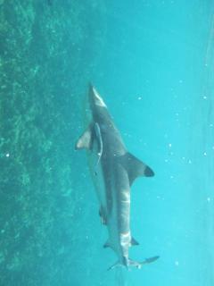 Trincomalee Pigon Islands and Marine Tours - 1