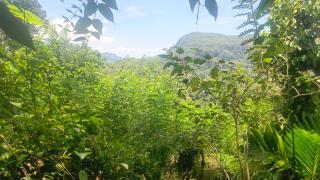 Hills of Ella - 7