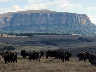 Buffalo Hills Private Game Reserve - 9