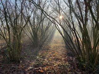 Woodland Retreat with views, 11 acres Surrey Hills - 6
