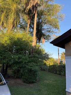 The lapachos - 5