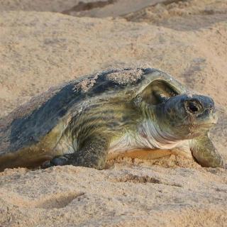 Ras Al Jinz Turtle Guest House - 9
