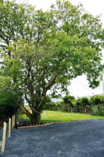 Ash Tree Cottage - 5
