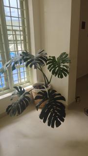 Comfortable, Family Stay in Kochi, Vyttila - 5