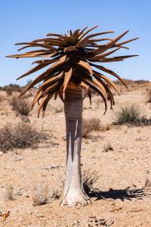 Desert Palm Guest Farm - 0
