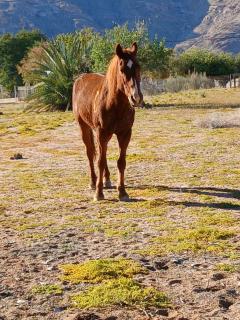 Desert Palm Guest Farm - 5