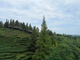 Qingchengdao Chashanfang Tea Culture Private Hot Spring Homestay - 4