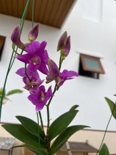 Minh's homestay - 2