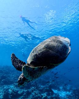 Beach House Maldives - 4