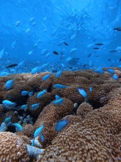 Beach House Maldives - 7