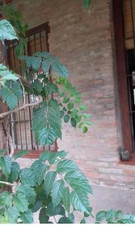 El Rancho - 5