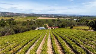 Pink vineyard loft cottage, McLaren Vale - 1