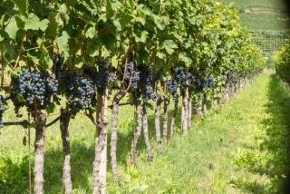 Weingut Morandell - Caldaro - 3