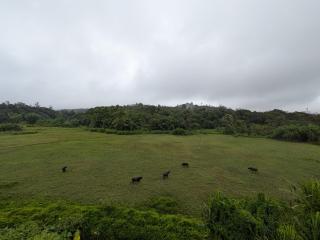 The House of Kodagu - 4