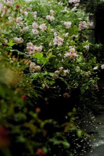 Wuyuan · Jianwai Rill·Wild Mountain Homestay - 4