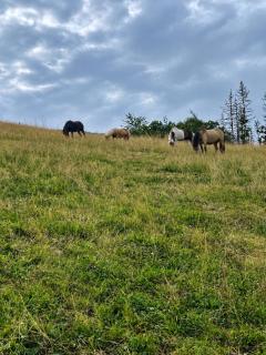 Ponyparadies - 5