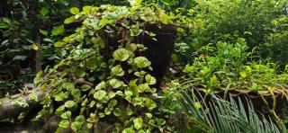 Buddha Garden Cottage - 8