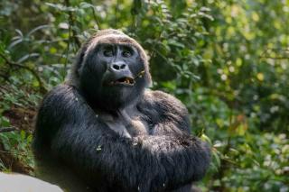 Mukiza Gorilla Lodge - 1