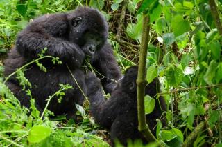 Mukiza Gorilla Lodge - 2