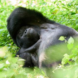 Mukiza Gorilla Lodge - 4