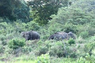 Siyambalawa wild - 6