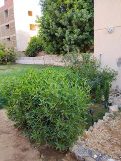 Luxor West Bank Garden House - 5