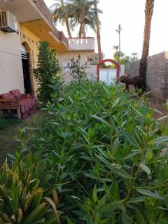 Luxor West Bank Garden House - 9