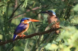 Bua River Lodge - 3