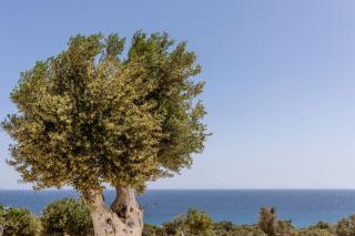 Mitatos Ligaridia - Authentic Naxian Stay - 6