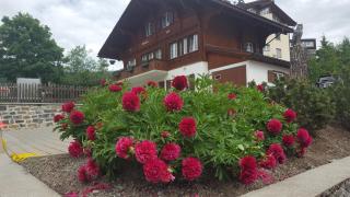 Chalet Waldperle - Arosa - 7
