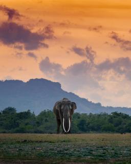 Silent River Side Safari Stay - 1